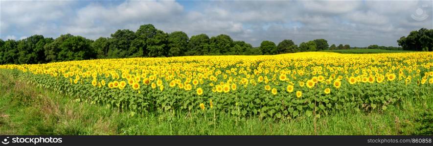 Sunflowers field, a summer landscape