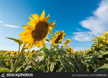 Sunflowers field and blue sun sky