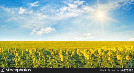 sunflowers field and sun on cloudy sky