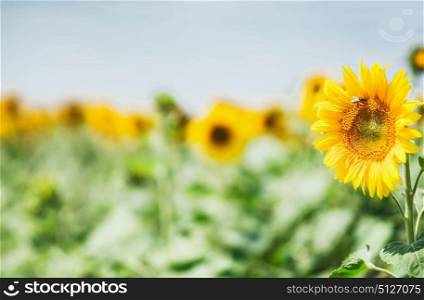 Sunflowers field at beautiful sky background, summer outdoor nature background, farming and agriculture
