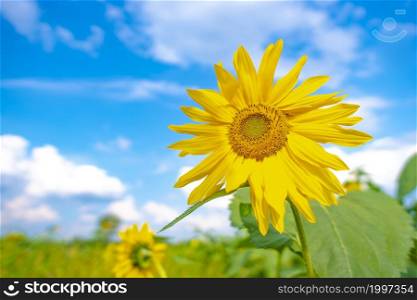 Sunflowers field focus on first. Cloudy blue sky. Organic and natural flower background.