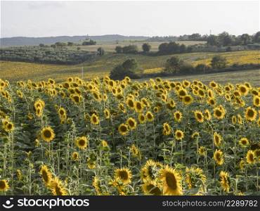 sunflowers field in the sunset, italy