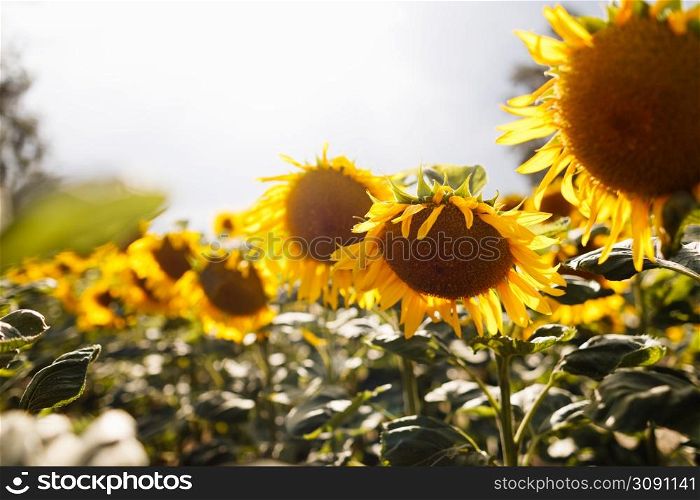 Sunflowers field landscape with big flower in front in the summer sunshine.. Sunflowers field landscape with big flower in front in the summer sunshine