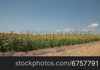 sunflowers field under blue sky