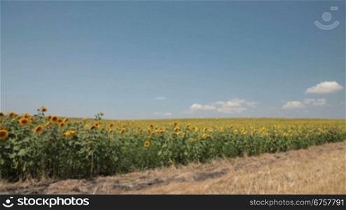 sunflowers field under blue sky
