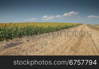 sunflowers field under blue sky