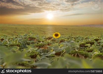 Sunflowers field with clouds in blue sky at sunset&#xA;