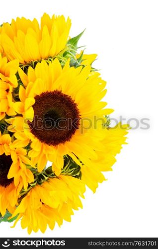 Sunflowers fresh flowers bouquet isolated on white background. Sunflowers on white