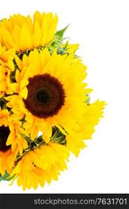 Sunflowers fresh flowers bouquet isolated on white background. Sunflowers on white