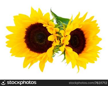 Sunflowers fresh flowers two heads isoltaed on white background. Sunflowers on white