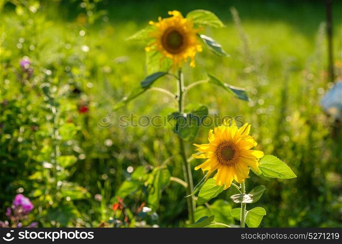 Sunflowers garden rural landscape