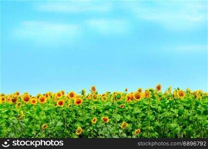 sunflowers grow on the farm field. beautiful yellow sunflowers grow on the farm field