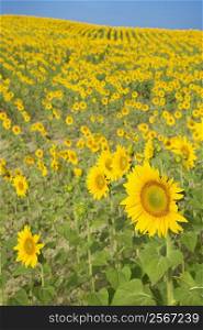 Sunflowers growing in field in Tuscany, Italy.