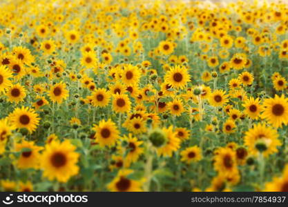 Sunflowers growing on a farmers field