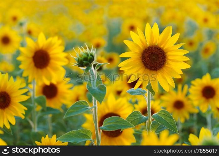 Sunflowers growing on a farmers field
