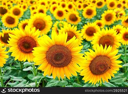 Sunflowers grows on the field