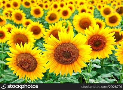 Sunflowers grows on the field