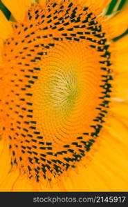 Sunflowers have small seeds stacked in layers in a large number of flowers.