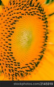 Sunflowers have small seeds stacked in layers in a large number of flowers.