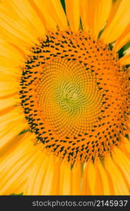 Sunflowers have small seeds stacked in layers in a large number of flowers.