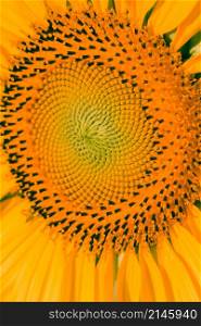 Sunflowers have small seeds stacked in layers in a large number of flowers.