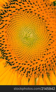 Sunflowers have small seeds stacked in layers in a large number of flowers.