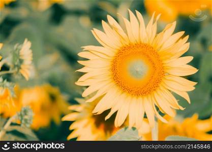 Sunflowers have their petals stacked in layers. The pointed end of the petals is yellow. When flowering, the flowers will turn to the east