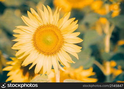 Sunflowers have their petals stacked in layers. The pointed end of the petals is yellow. When flowering, the flowers will turn to the east