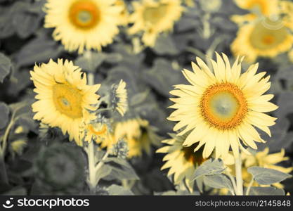 Sunflowers have their petals stacked in layers. The pointed end of the petals is yellow. When flowering, the flowers will turn to the east