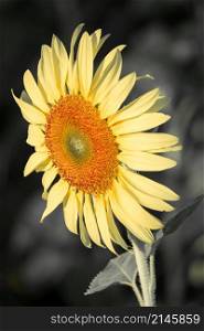 Sunflowers have their petals stacked in layers. The pointed end of the petals is yellow. When flowering, the flowers will turn to the east