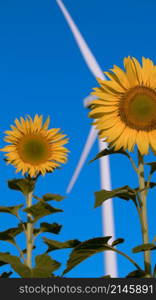 Sunflowers have their petals stacked in layers. The pointed end of the petals is yellow. When flowering, the flowers will turn to the east