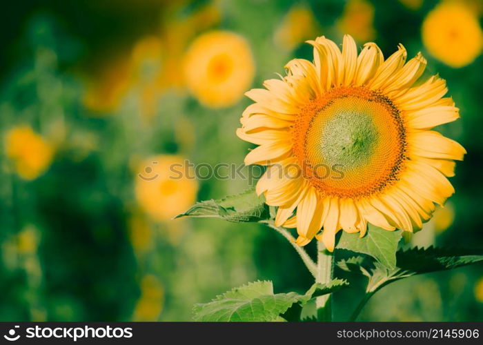 Sunflowers have their petals stacked in layers. The pointed end of the petals is yellow. When flowering, the flowers will turn to the east