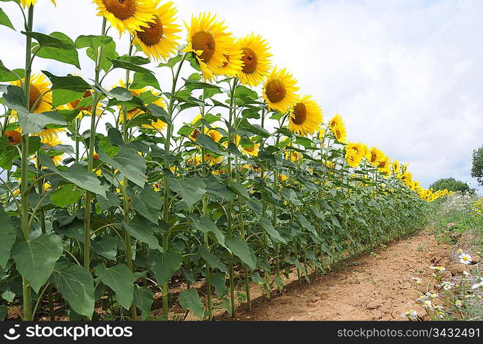 Sunflowers in a field