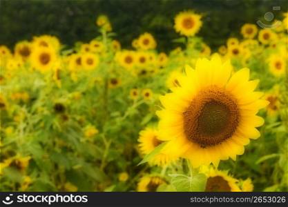 Sunflowers in field, blur