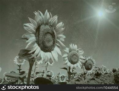 sunflowers in field, image with retro colors