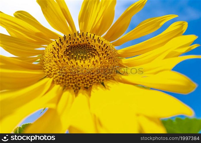 Sunflowers in focus. Cloudy blue sky. Organic and natural flower background.