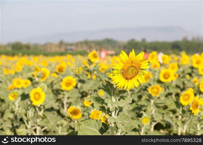 Sunflowers in the field. Sunflower sunflowers in full bloom in the morning.