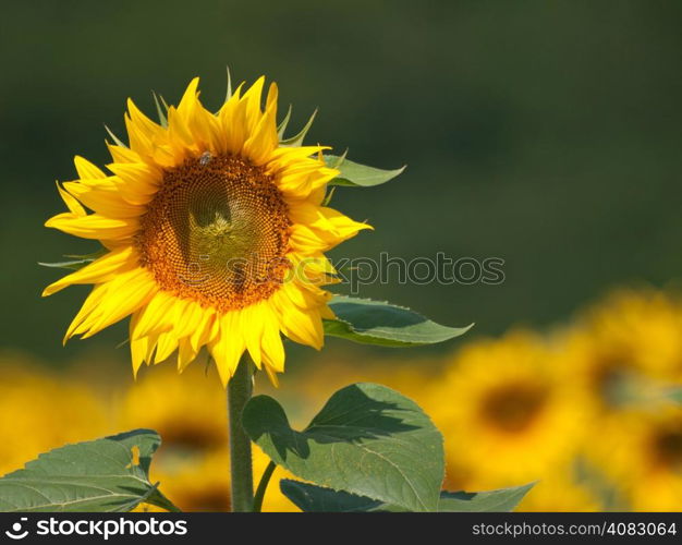 sunflowers in the yellow sunflower field on sunset