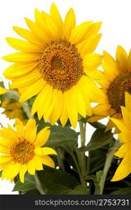 sunflowers isolated.tall plant with a large yellow-petalled flower that produces edible seeds