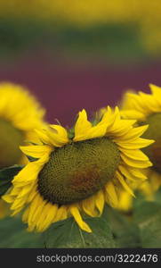 Sunflowers No. 2