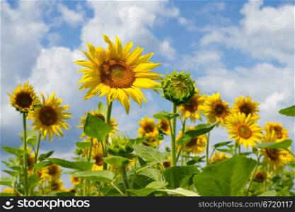 Sunflowers on a background blue sky