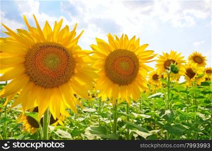 sunflowers on a background of blue sky