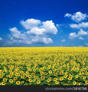 sunflowers on a blue sky