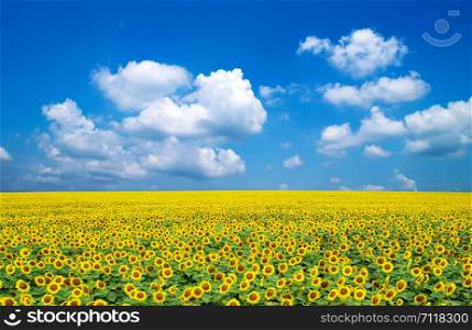 sunflowers on a blue sky