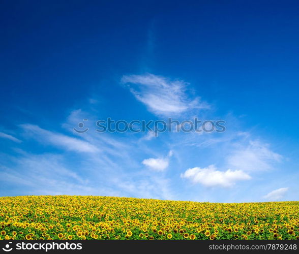 sunflowers on a blue sky