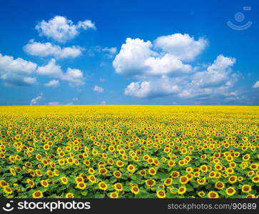 sunflowers on a blue sky