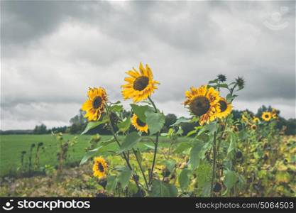 Sunflowers on a field in cloudy weather in the fall