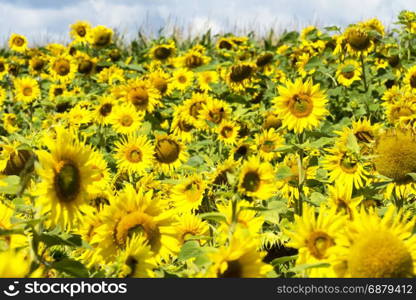 Sunflowers on blurred sunny background