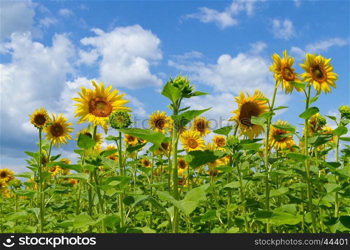 Sunflowers on the field with sky background