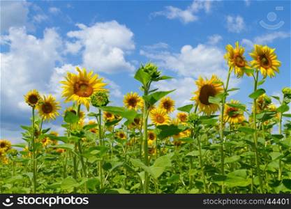 Sunflowers on the field with sky background